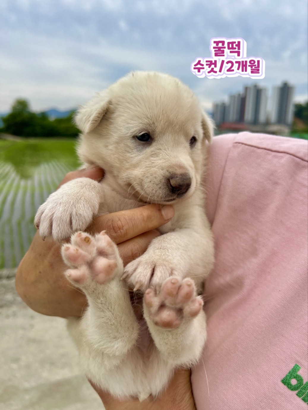 믹스견 이미지 파일 입니다.